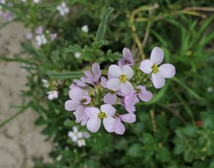 Cakile maritima maritima