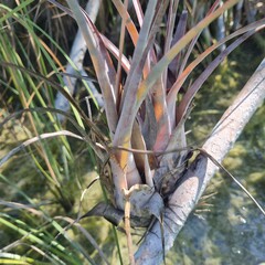 (c) nbasargin, some rights reserved (CC BY) Tillandsia dasyliriifolia, photograph (c) nbasargin, some rights reserved (CC BY)