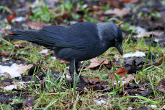 Corvus monedula