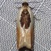 Oak Leaffolder Moth - Photo (c) Rob Van Epps, some rights reserved (CC BY-NC), uploaded by Rob Van Epps