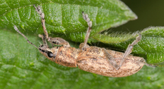 Tanymecus palliatus