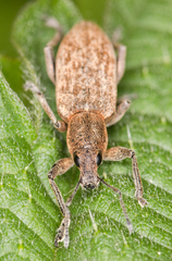 Tanymecus palliatus