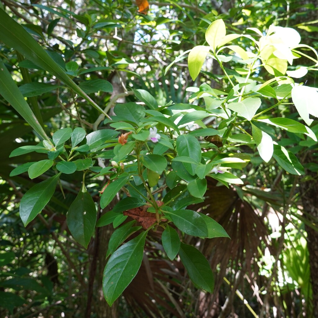 Bravaisia berlandieriana; photograph (c) nbasargin, some rights reserved (CC BY)