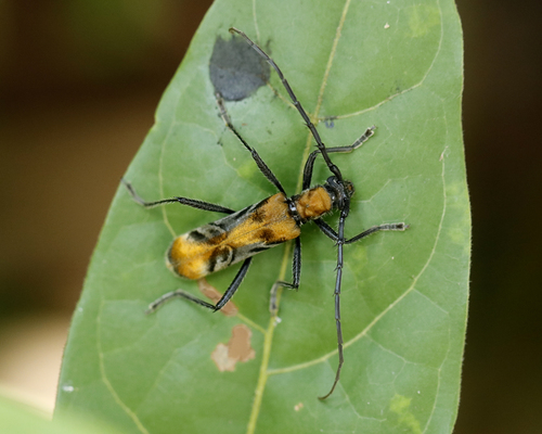 Neomallocera opulenta