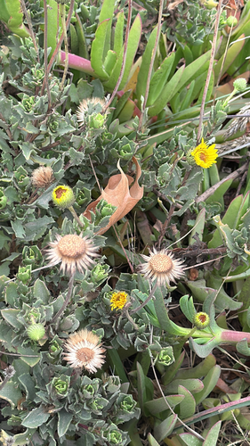 Haplopappus macrocephalus, photograph 5