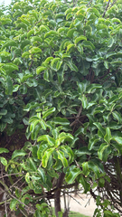 Schinus latifolia, photograph nebrooks, CC BY, iNaturalist via GBIF