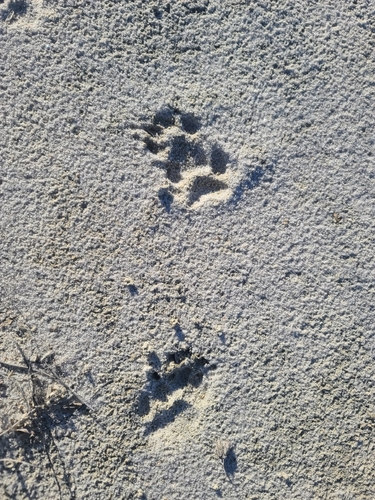 American Badger photographed in Arizona