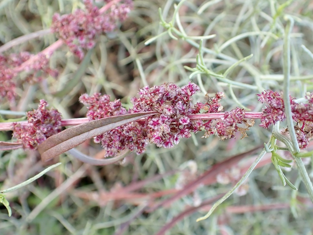 Amaranthus fimbriatus; photograph (c) Sue Carnahan, some rights reserved (CC BY)
