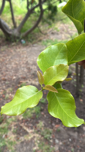 Beilschmiedia miersii (Beilschmiedia miersii)