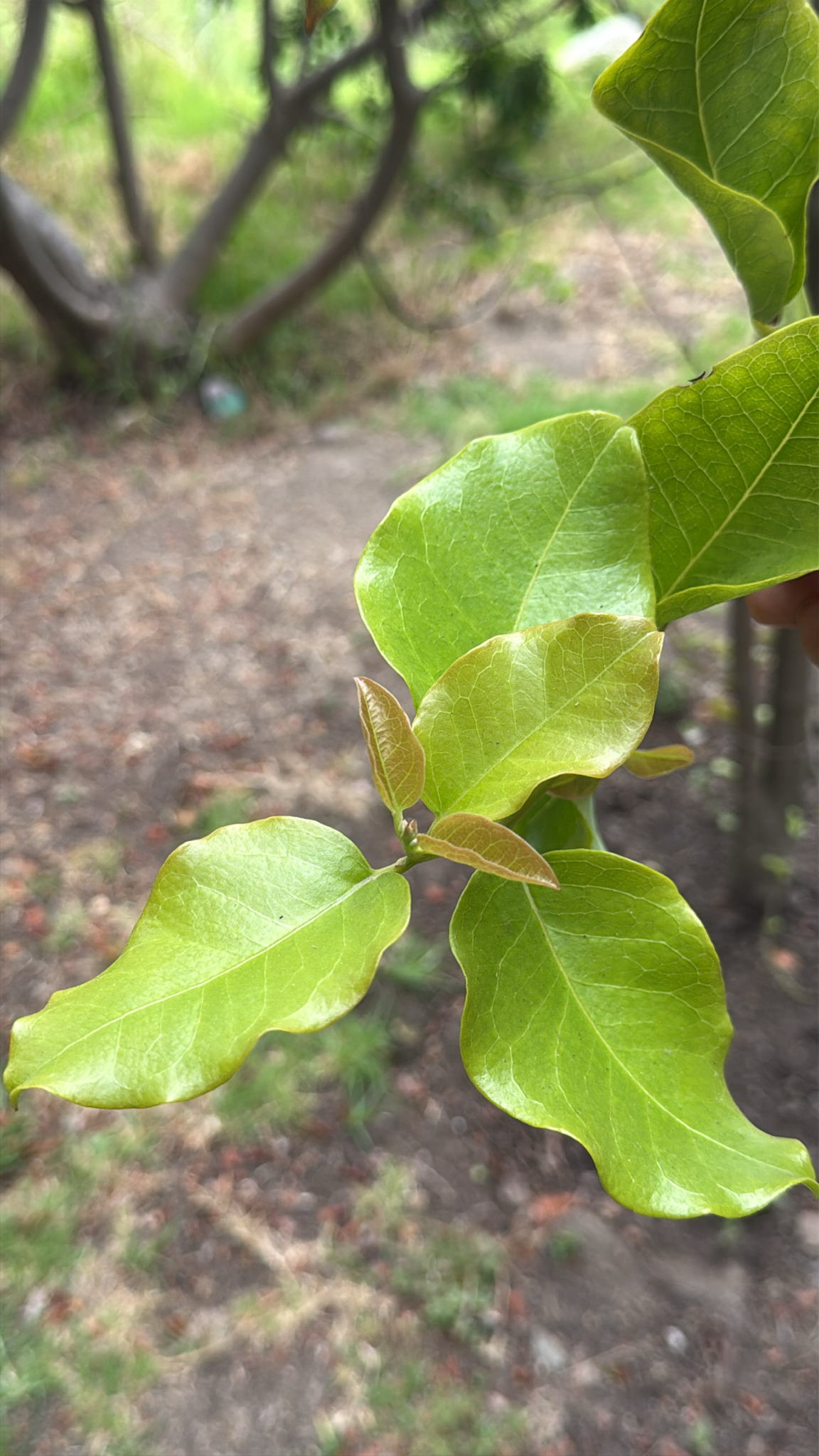 Beilschmiedia Miersii (Beilschmiedia miersii)