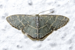 Lophophleps triangularis