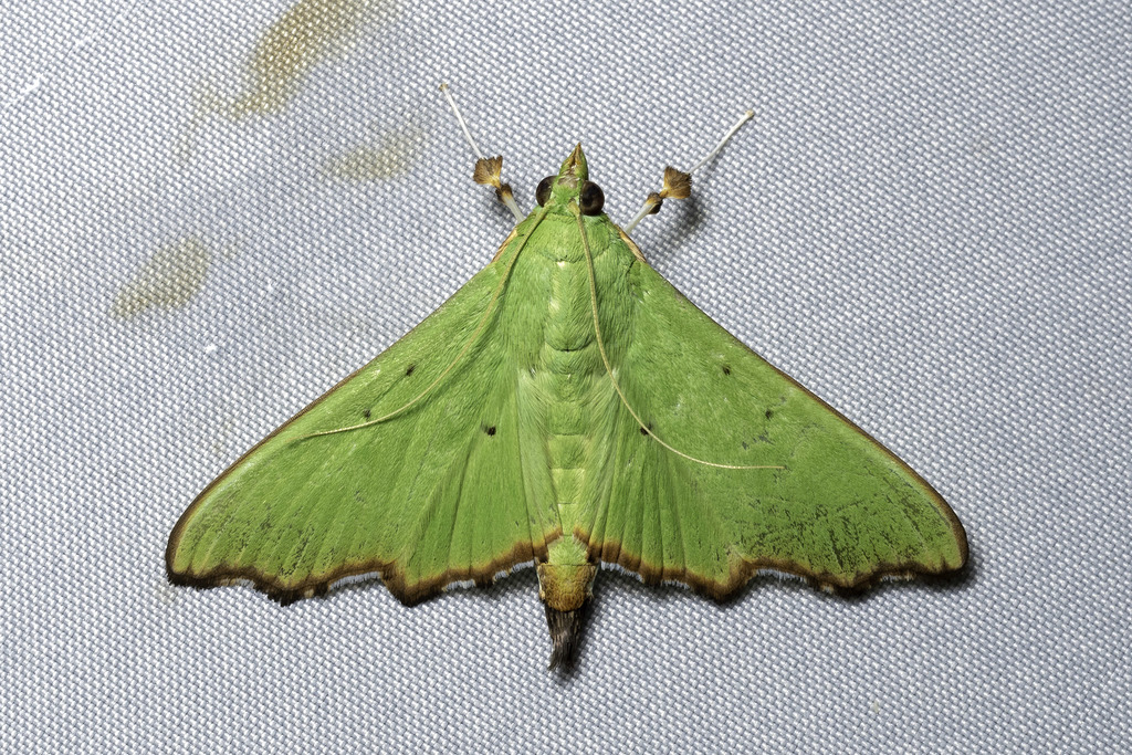 Parotis suralis