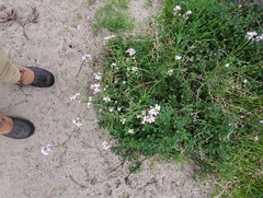 Cakile maritima maritima