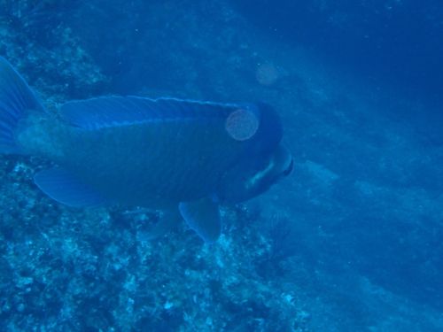 Bumphead parrotfish (Scarus perrico) — Scaridae — 5