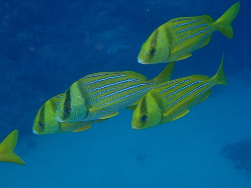 Catalina (Anisotremus taeniatus) — Haemulidae