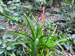 Aechmea tillandsioides