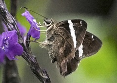 Autochton bipunctatus