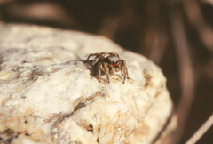 Habronattus virgulatus