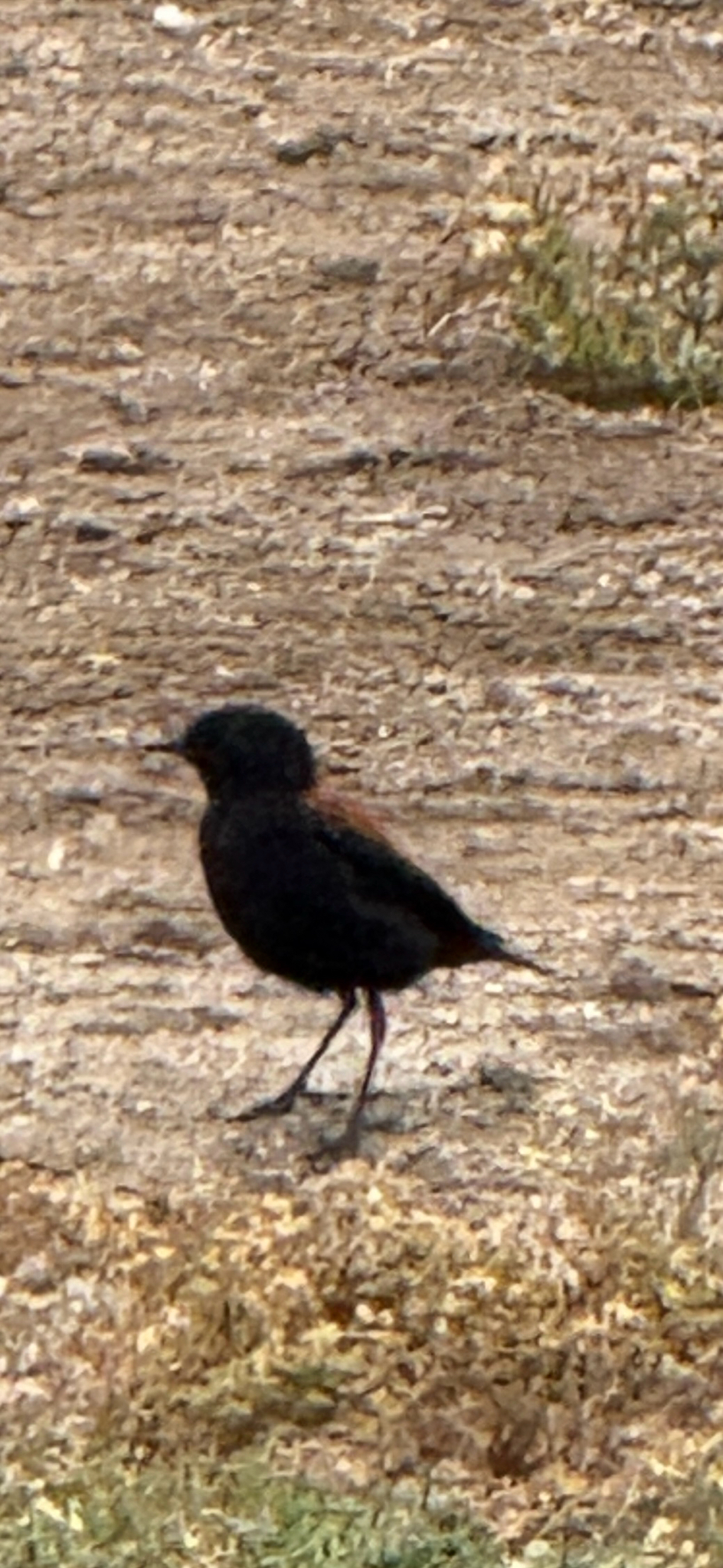 Austral Negrito (Lessonia rufa), photo 5