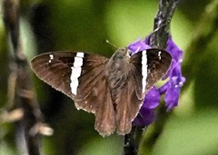 Autochton bipunctatus