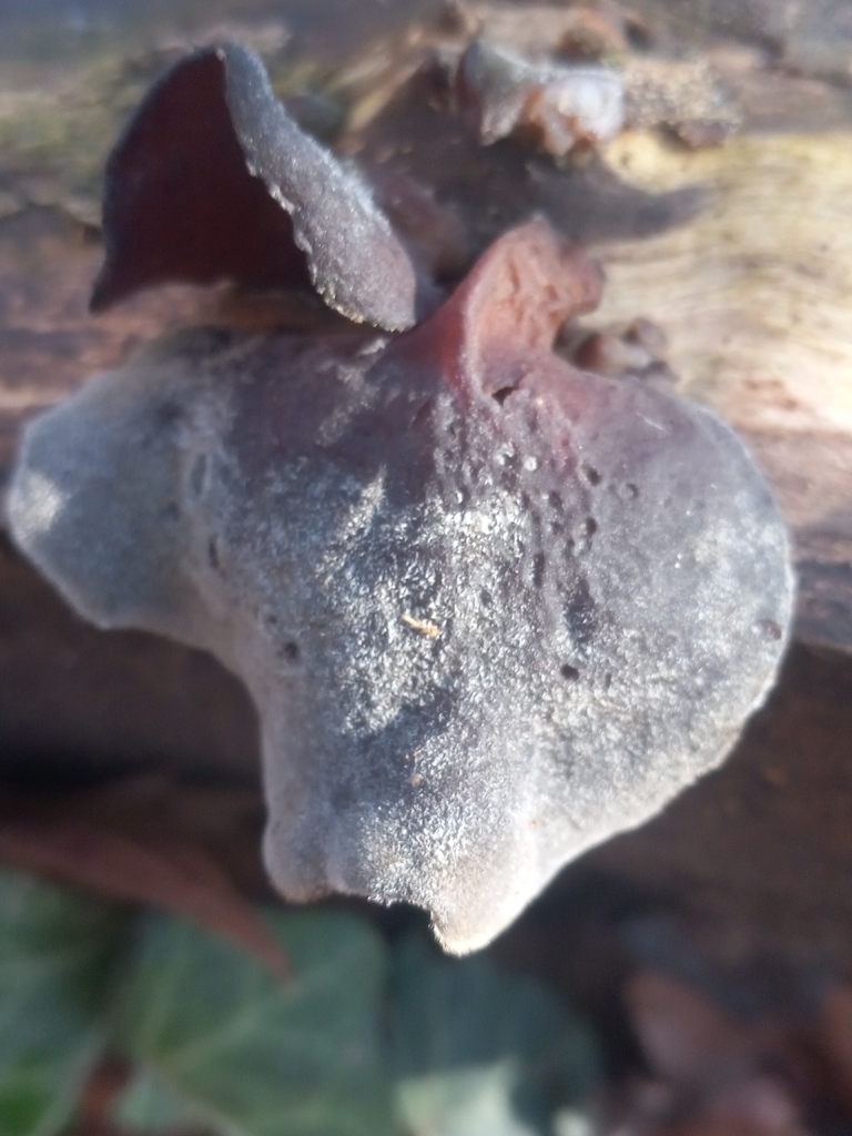 Auricularia · January 2026 · photo: © s3alampr3y (iNaturalist, cc-by)