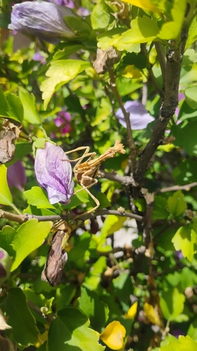 Pseudovates peruviana