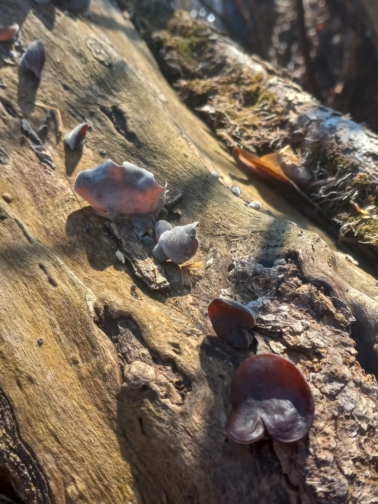 Auricularia
