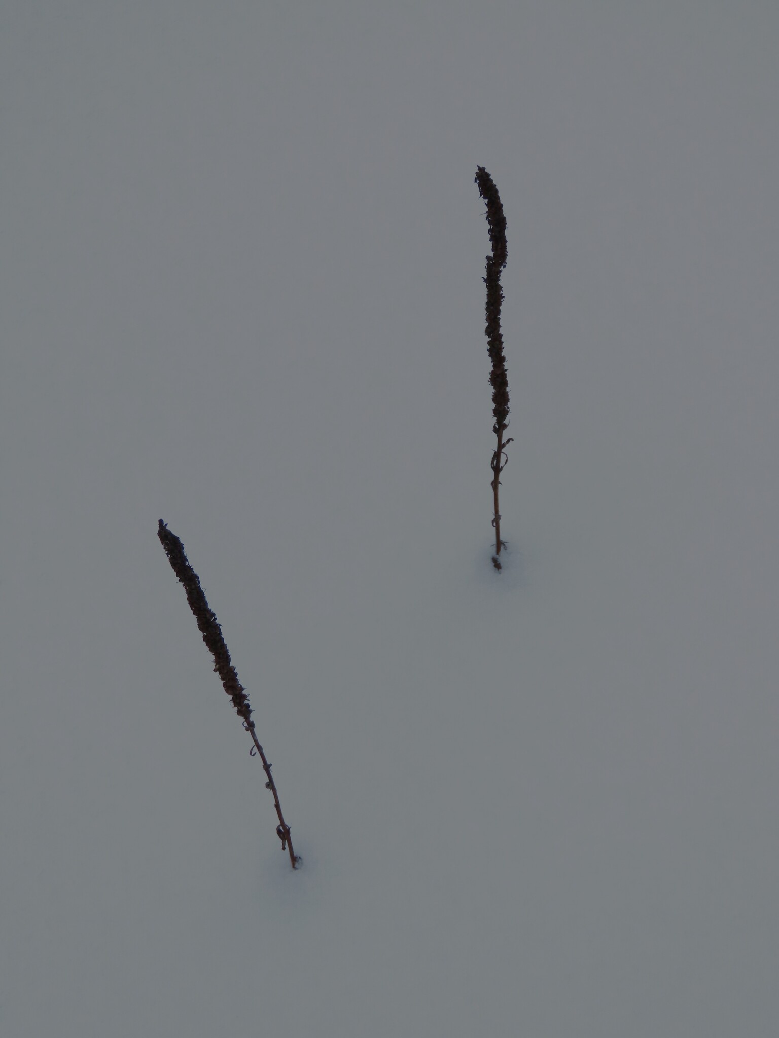 Rozrazil klasnatý Pink Goblin — foto