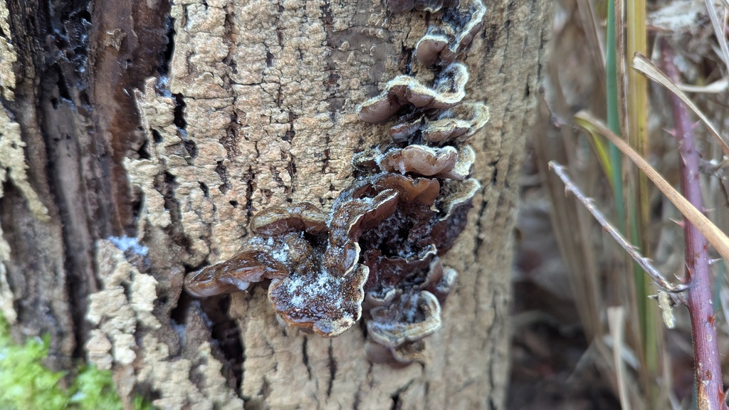 Auricularia mesenterica · January 2026 · photo: © rudolphous (iNaturalist, cc-by)