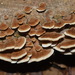 Koriolus mantarı (Trametes versicolor)