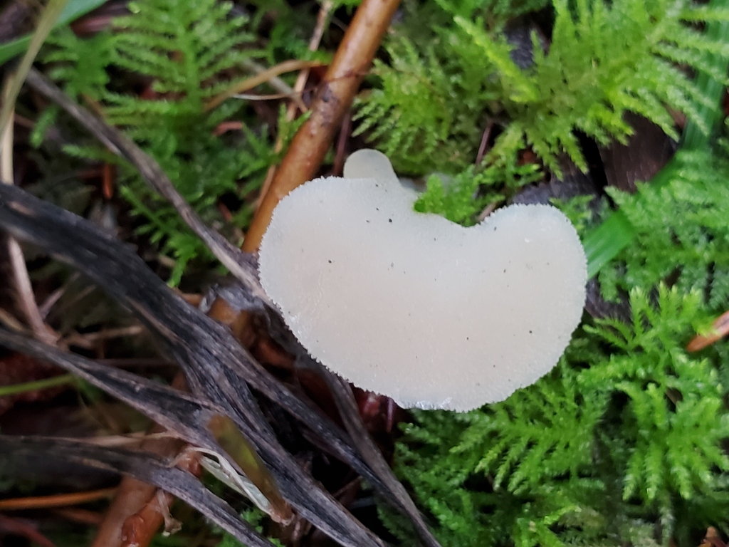 Pseudohydnum gelatinosum · January 2026 · photo: © arlenedevitt (iNaturalist, cc-by)