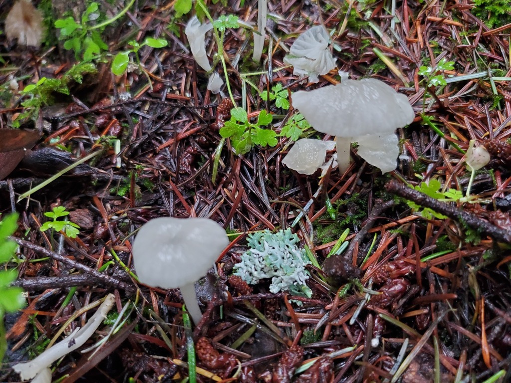 Marasmius calhouniae · January 2026 · photo: © arlenedevitt (iNaturalist, cc-by)