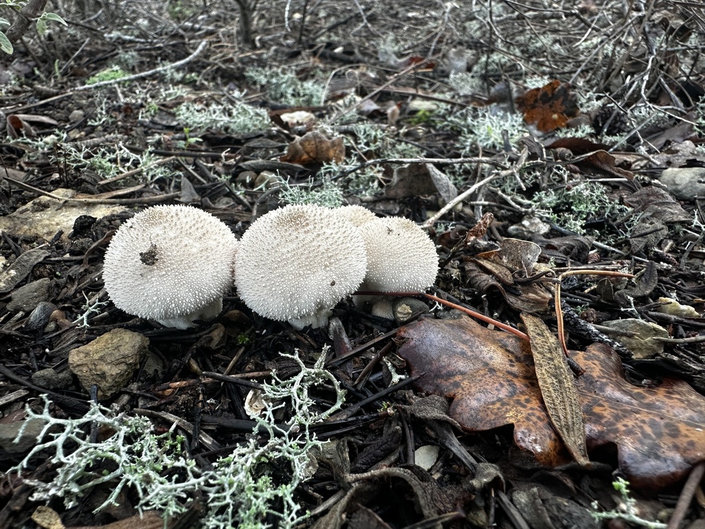 Lycoperdon perlatum · January 2026 · photo: © ed_mart (iNaturalist, cc0)
