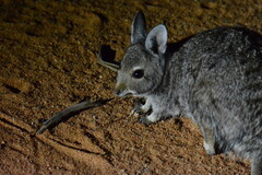 Banded Hare-Wallaby photo 4