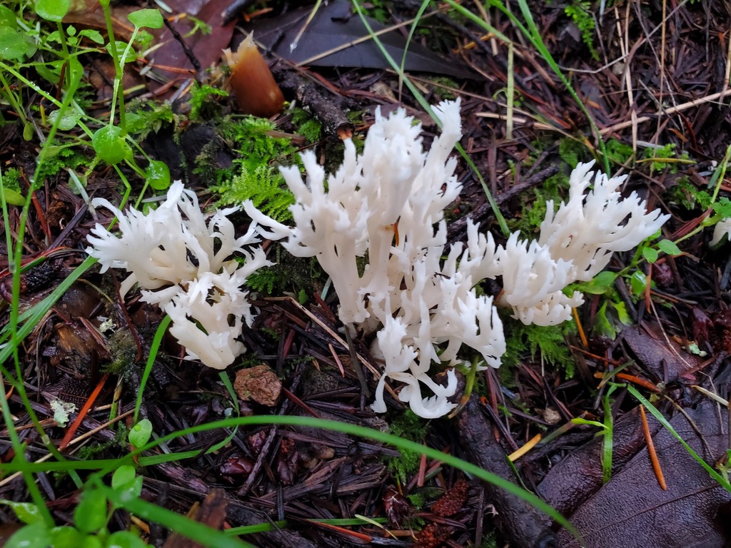 Clavulina coralloides · January 2026 · photo: © arlenedevitt (iNaturalist, cc-by)