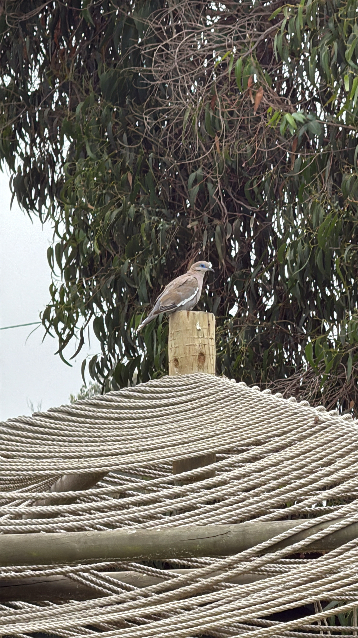 West Peruvian Dove (Zenaida meloda), photo 2