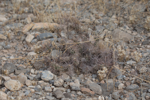 Grusonia grahamii, photograph 1