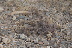 Grusonia grahamii, photograph (c) Kevin Floyd, some rights reserved (CC BY)