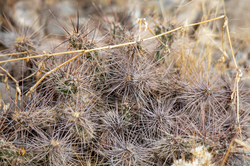 Grusonia grahamii, photograph 2