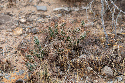 Graham's Club-cholla (Grusonia grahamii)