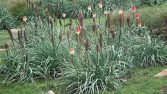 Kniphofia caulescens
