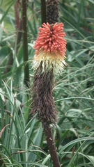 Kniphofia caulescens