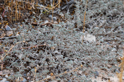 Texas Crinklemat (Tiquilia gossypina)