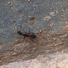 Camponotus etiolipes