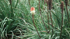 Kniphofia caulescens