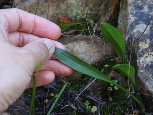 Biarum tenuifolium, photograph 5