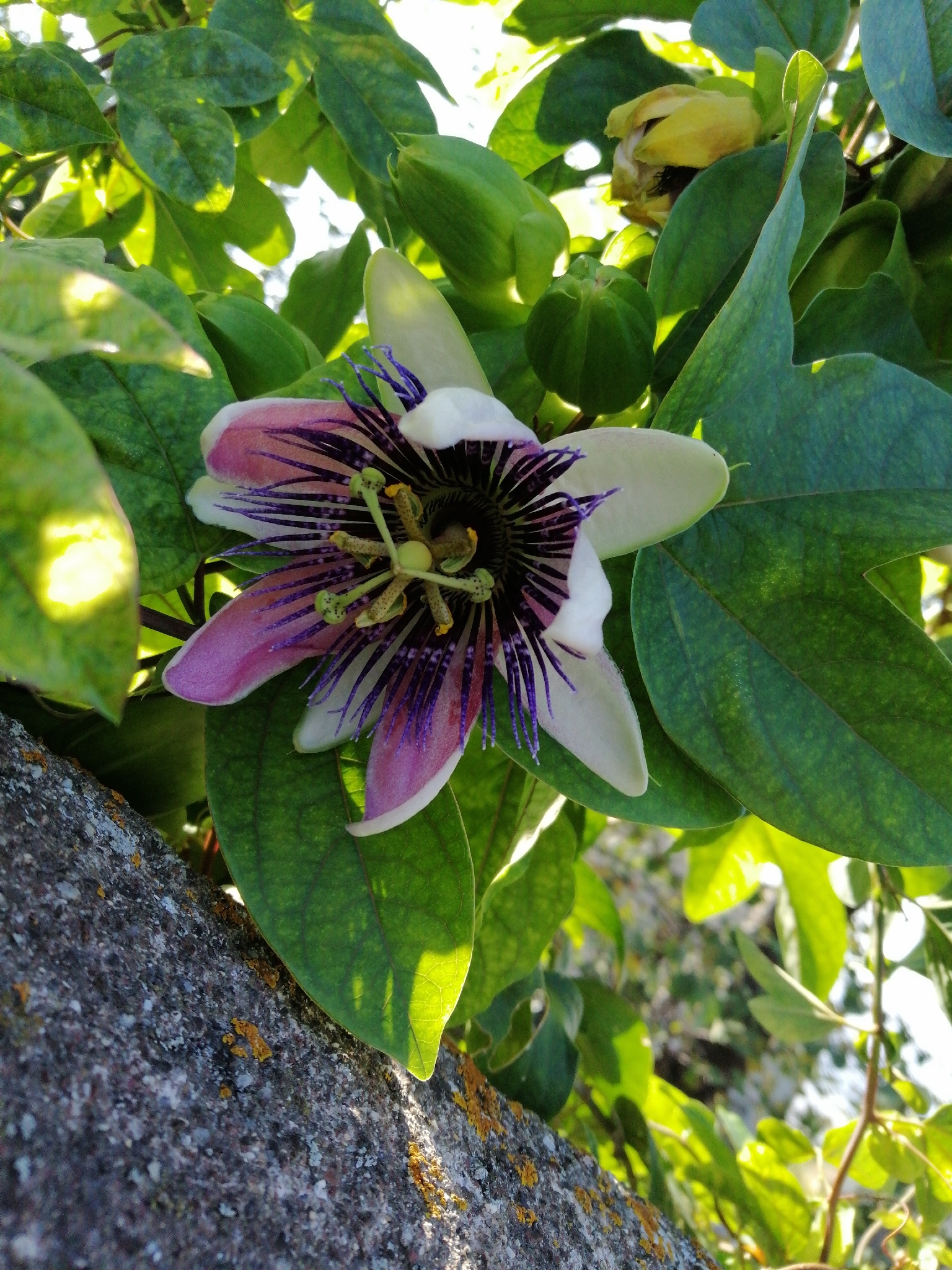 Winged-Stem Passion Flower (Passiflora alata)