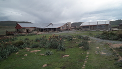 Kniphofia caulescens