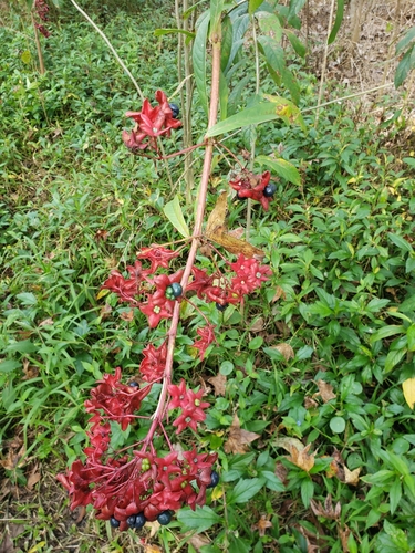 Clerodendrum indicum, photograph 6