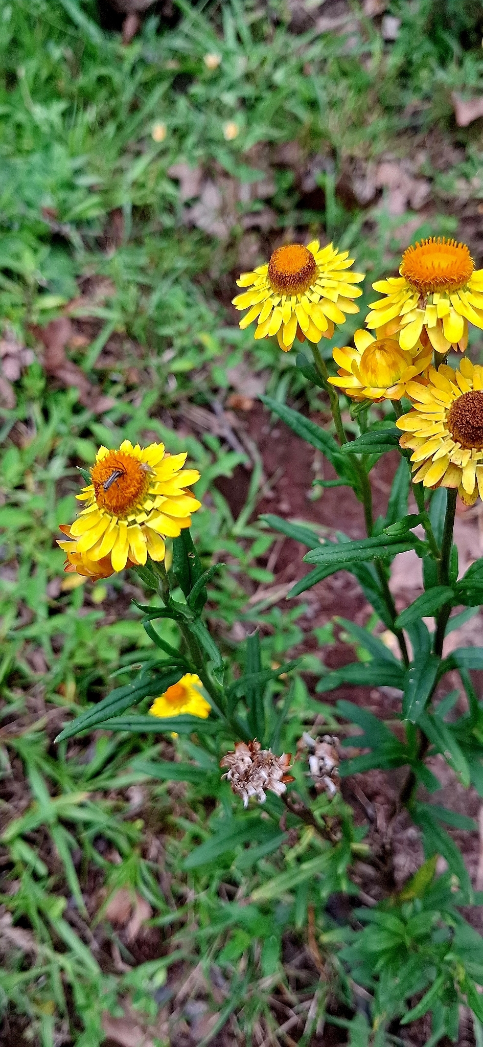Xerochrysum bracteatum